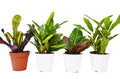 4 Croton Variety Pack Live Plant F671