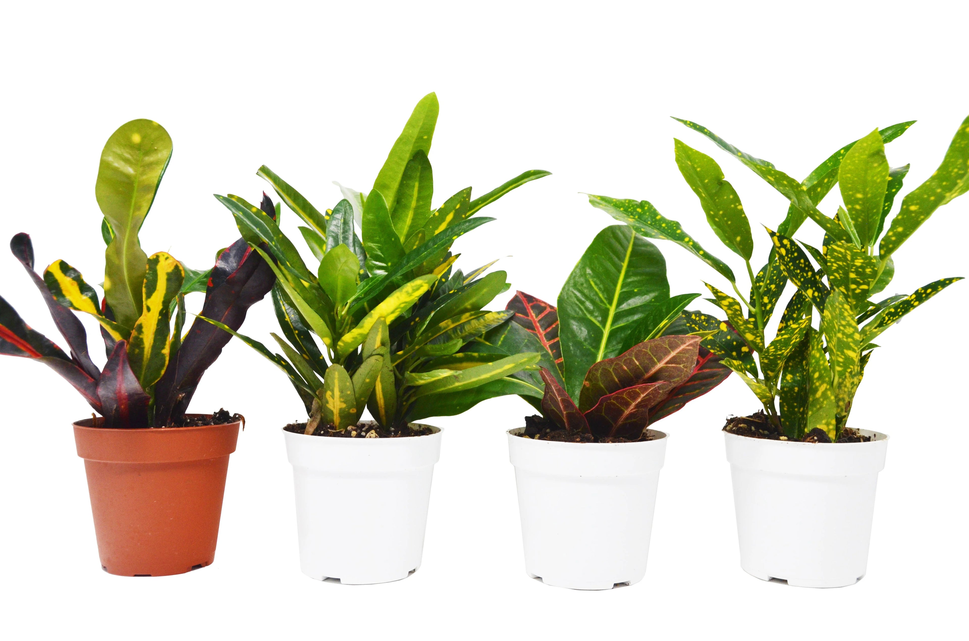 4 Croton Variety Pack Live Plant F671