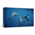 Bottlenose Dolphin Trio Underwater Art Print H2641