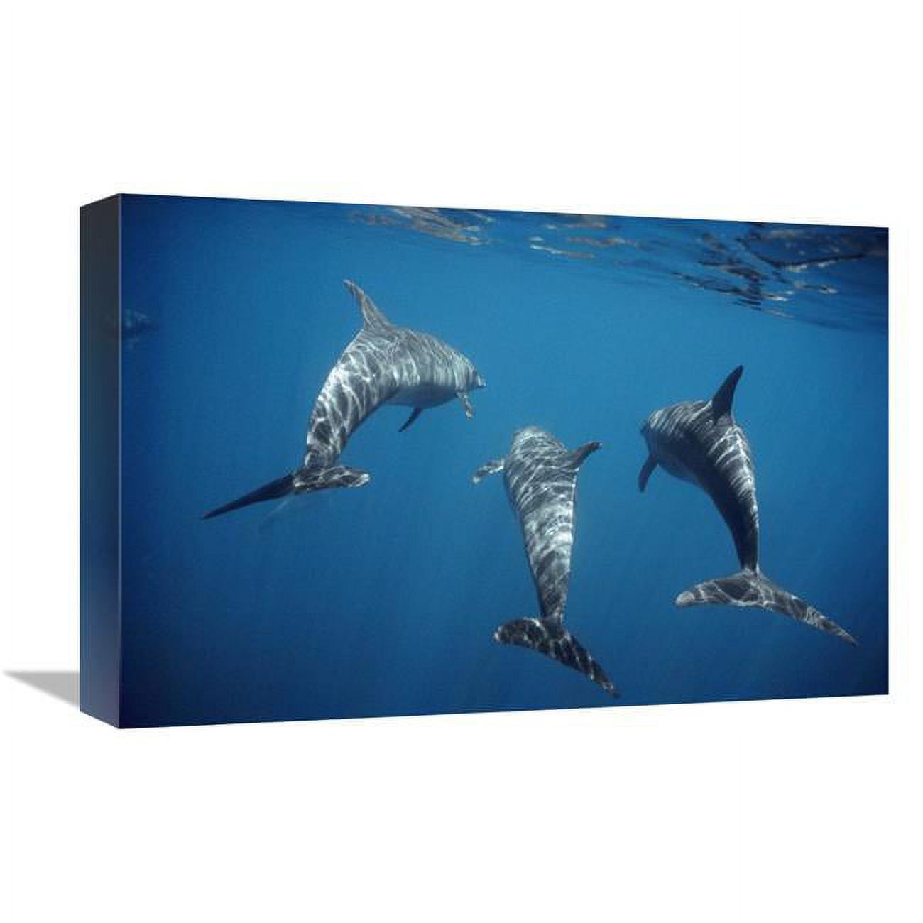 Bottlenose Dolphin Trio Underwater Art Print H2641